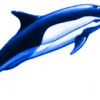 Blue Dolphin Of San Diego