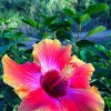 Bongard Nursery & Landscaping