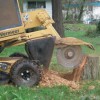 Clean Cut Tree & Stump