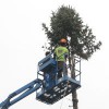Brian's Tree Service Group