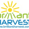 Brilliant Harvest