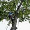 Asheville Tree Service & Landscaping By BuckTom Services