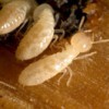 Callahan's Termite & Pest Control