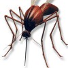 Buzzoff Mosquito Of Tampa