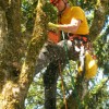 BWK Tree Service