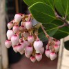 California Flora Nursery