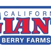 California Giant