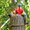 Able Tree Service