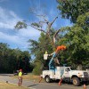 American Tree Maintenance