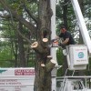 Callender Tree Service
