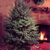 Cartner Christmas Tree Farm