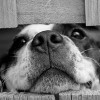 Carpenter Animal Hospital & Pet Inn