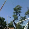 Evergreen Tree Service