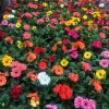 Cierech Greenhouses