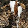 City Grazing