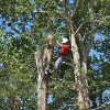 Clark Tree Service