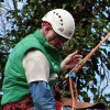 Clean Cut Tree Services