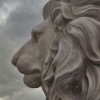 Concrete Lion Pictures
