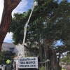 Coastline Tree Service