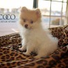 CoCo Curtain Studio & Interior Design