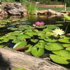 Colorado Pond Pros