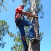 Colton's Tree Service