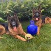 Contender's Tree & Lawn Specialists