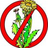 Country Lawn Care
