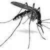 Coweta / Fayette Termite & Pest Control
