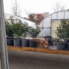 Crawfords Nursery