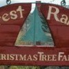 Crest Ranch Choose & Cut Christmas Tree Farm