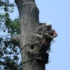 Crestview Tree & Landscape Service