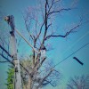Grind Tree & Stump Service