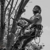 Dailey Tree Care