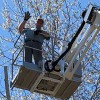 Dan's Tree Service Green Bay