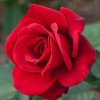 Dan West Garden Centers