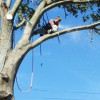 Darrington Tree Experts-Provo
