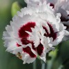 Daryll's Nursery