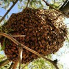 Desert Swarm Bee Removal