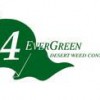 4-Evergreen