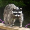 A Wildlife Pro DFW