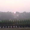 Diversified Trees