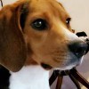 Dog Gone Mold