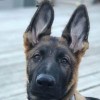 Dog Guard Of Rockford