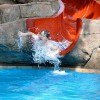 Dolphin Waterslides