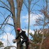 Duke Tree Care