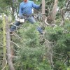 Dulka Tree Service