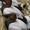 Dux Dekes