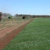 Easton Sod