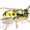 Eastside Bee Removal
